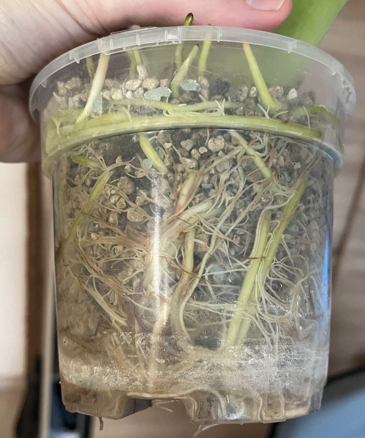 Alocasia wentii roots in PON