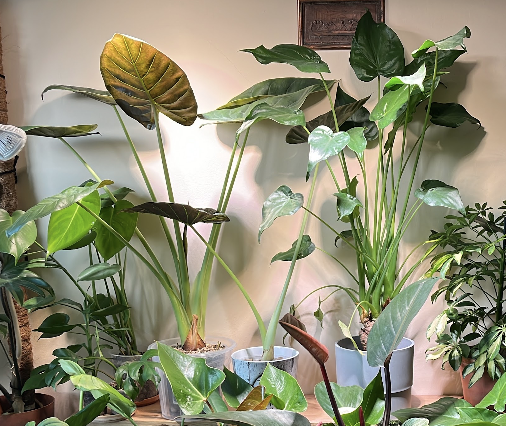 Alocasias
