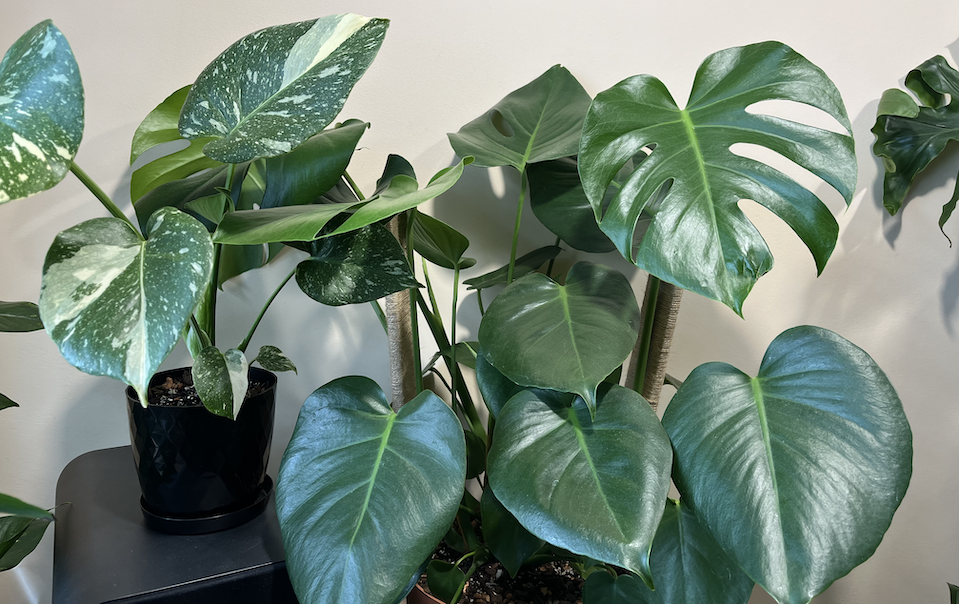 Monstera deliciosa image