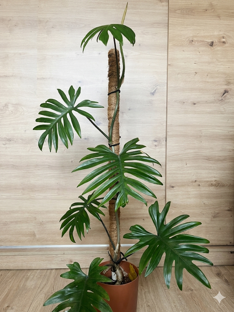 Etiolated philodendron mayoi
