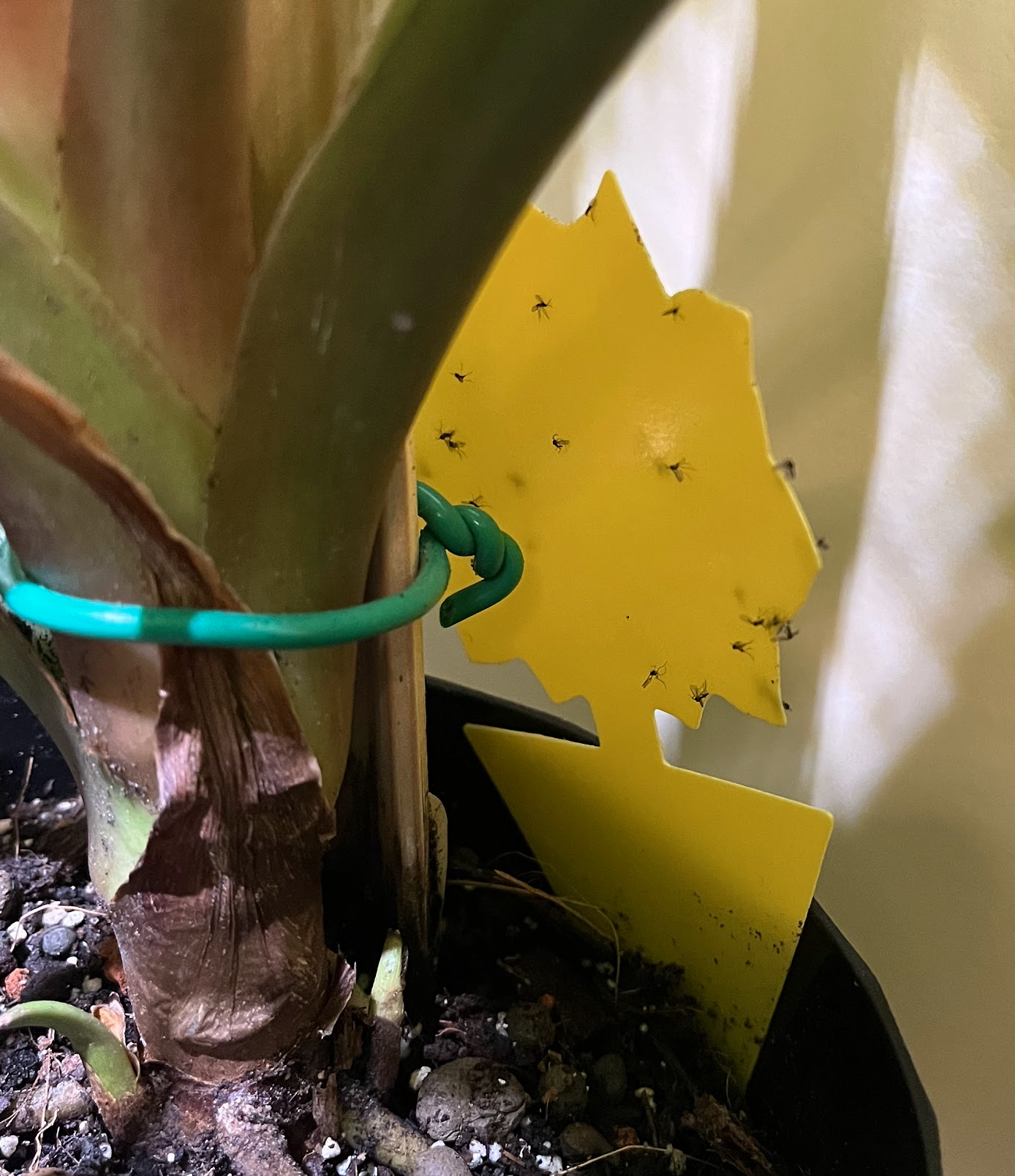 Yellow sticky card with trapped fungus gnats