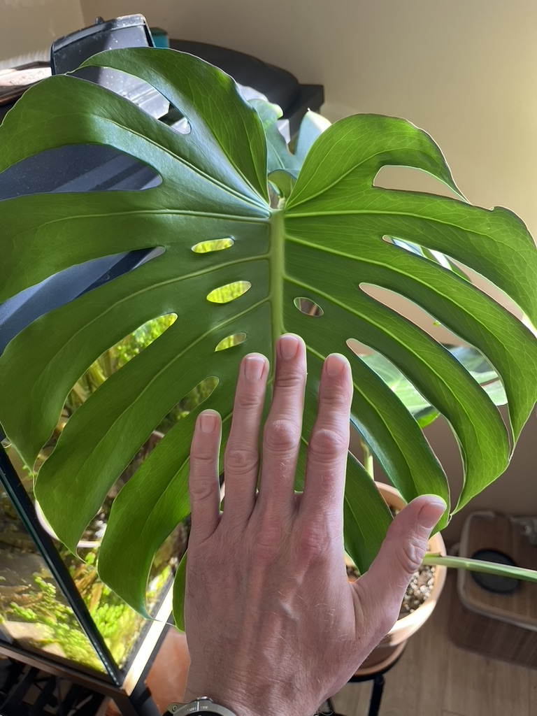 New leaf of monstera deliciosa large form