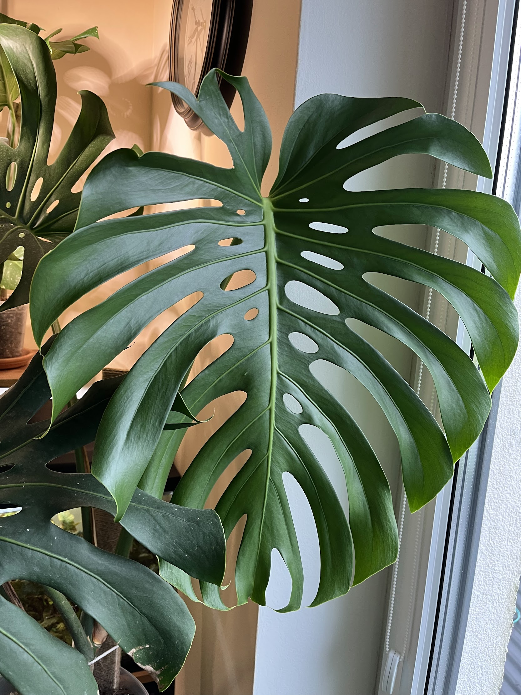 New leaf of monstera deliciosa large form
