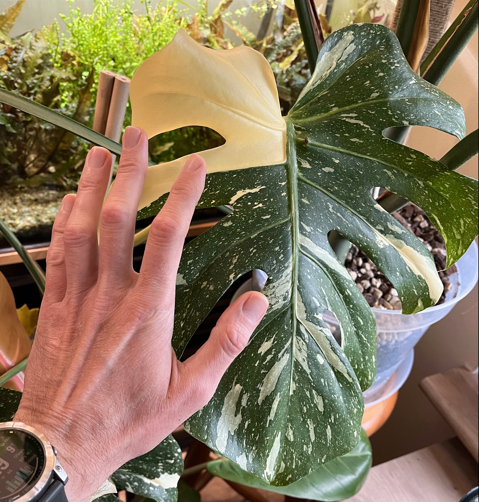 New leaf of monstera deliciosa thai constellation