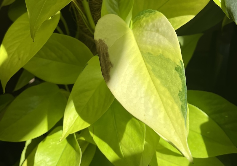 Neon pothos burned by too much sun