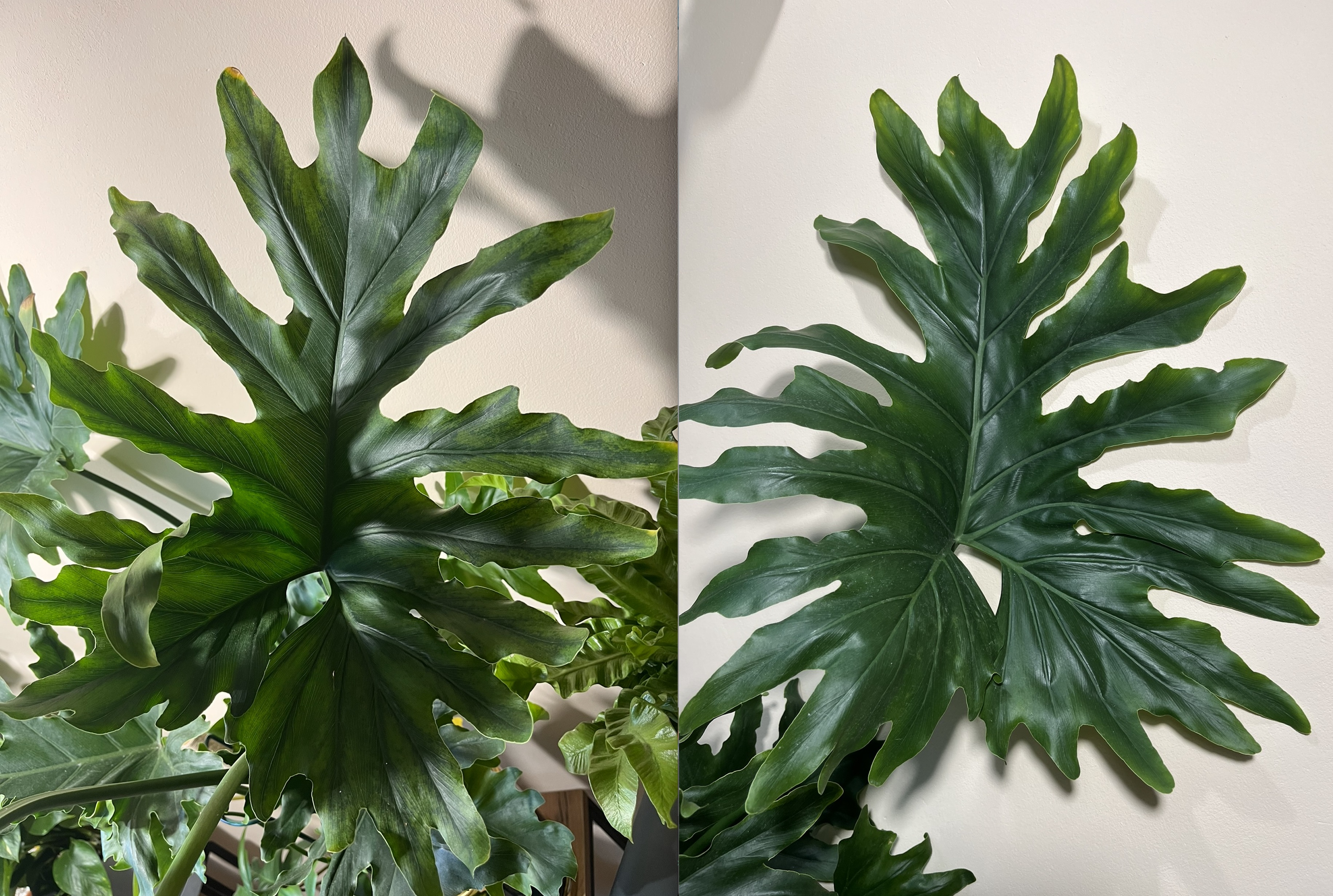 Philodendron hope leaves comparison