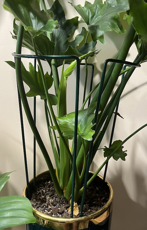Philodendron hope lmetal supports
