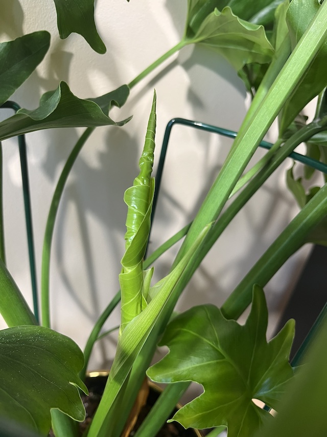 Philodendron hope new leaf