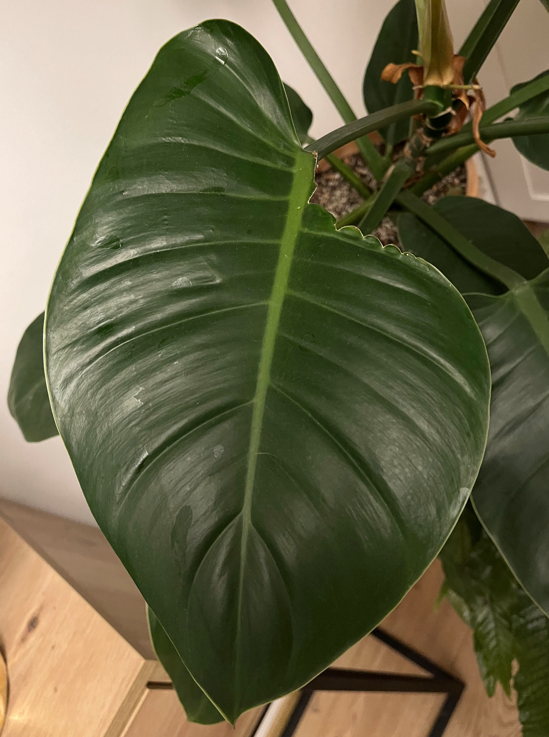 Philodendron Imperial Green new leaf damaged by thrips before unfurling