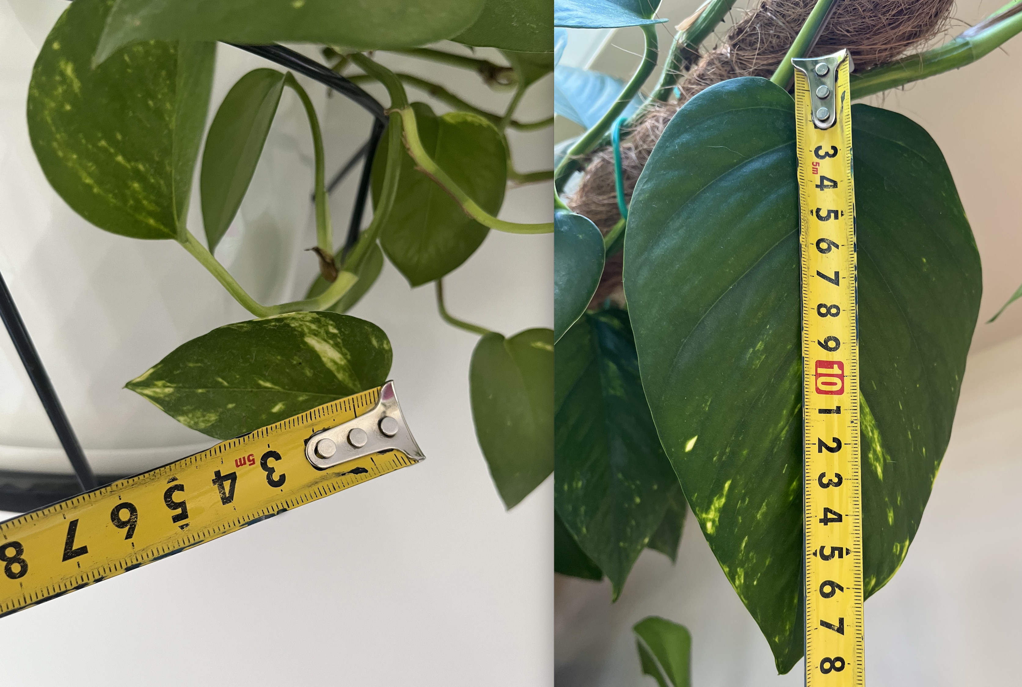 POthos trailing vs climbing