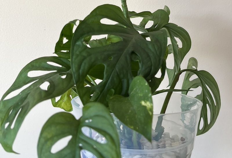 Pothos in leca supporting monstera adansonia