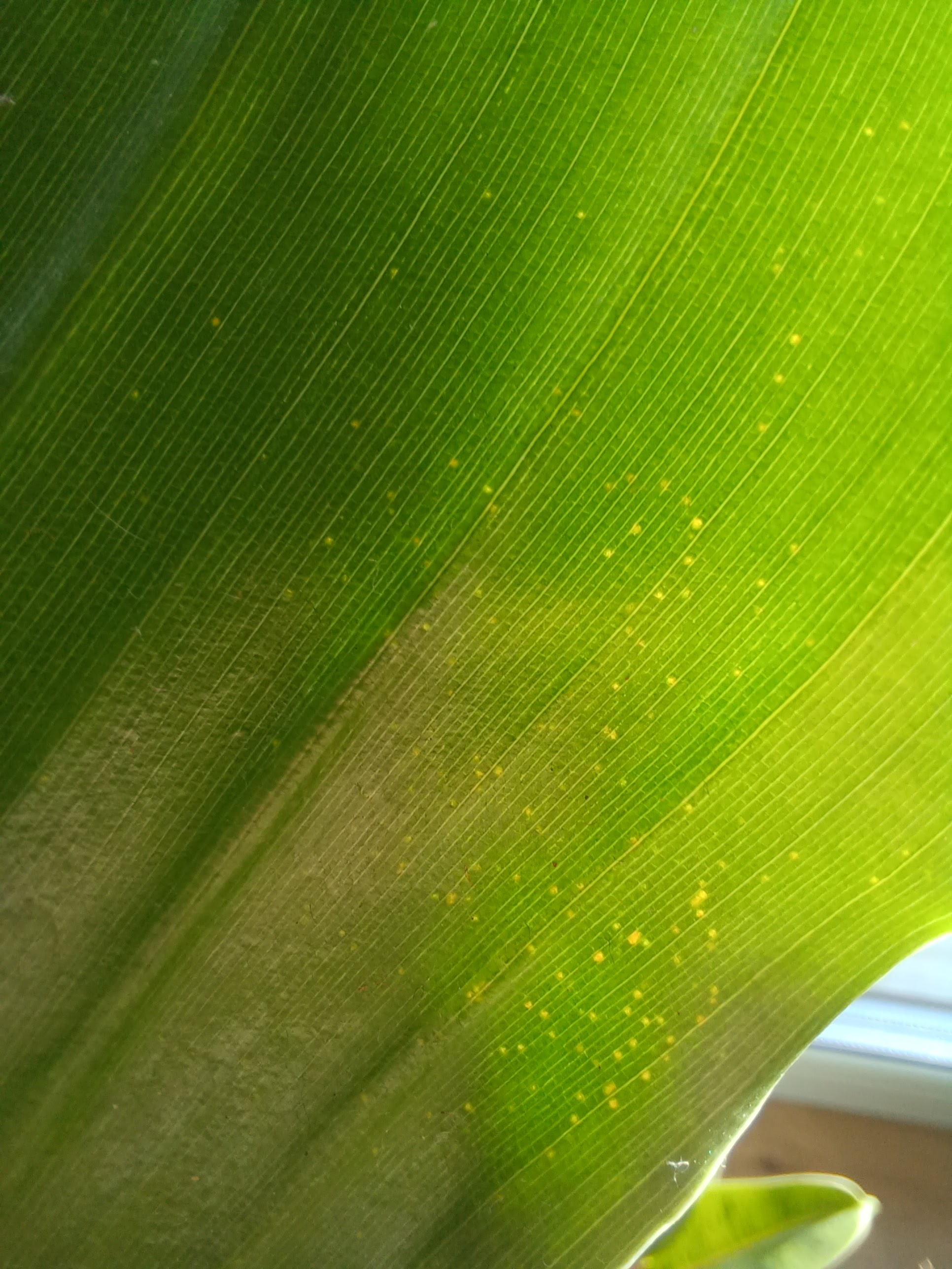 Signs of thrips infestation